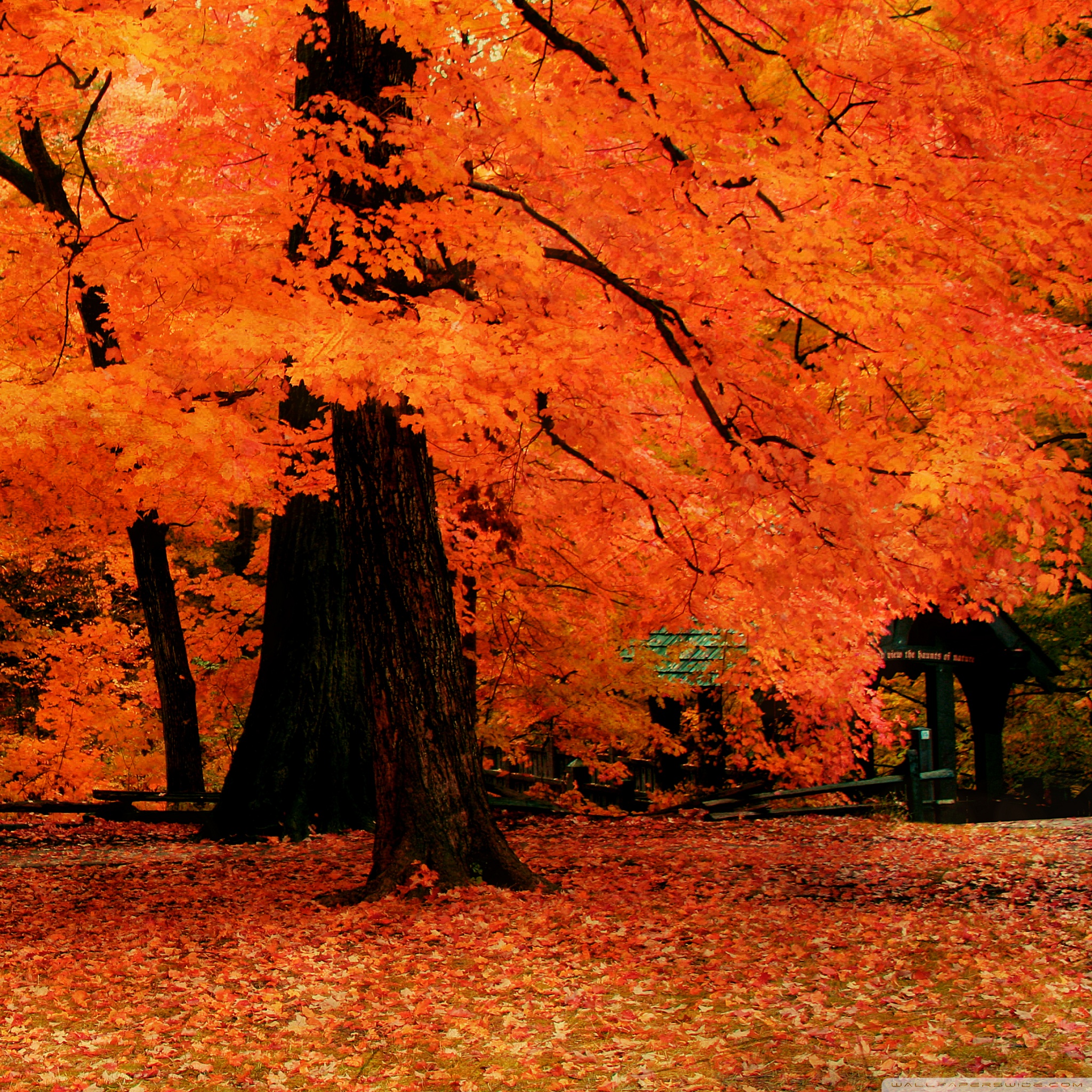 Orange Fall Ultra Hd Desktop Background Wallpaper For 4k Uhd Tv