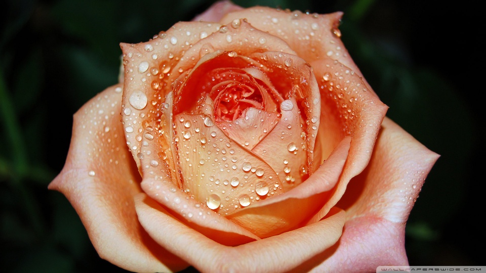 flower rose wallpaper desktop. Orange Rose Flower desktop