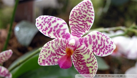 Wallpapers Of Orchid Flowers. Rate this wallpaper