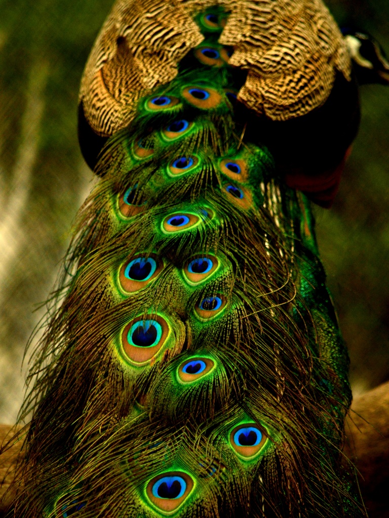 Peacock feathers Ultra HD Desktop Background Wallpaper for