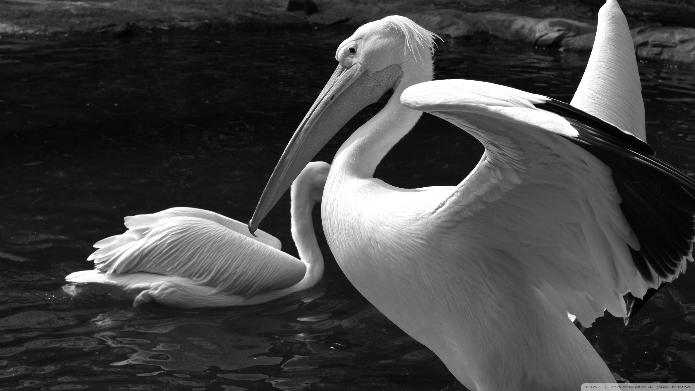 Pelicans Ultra HD Desktop Background Wallpaper for 4K UHD TV