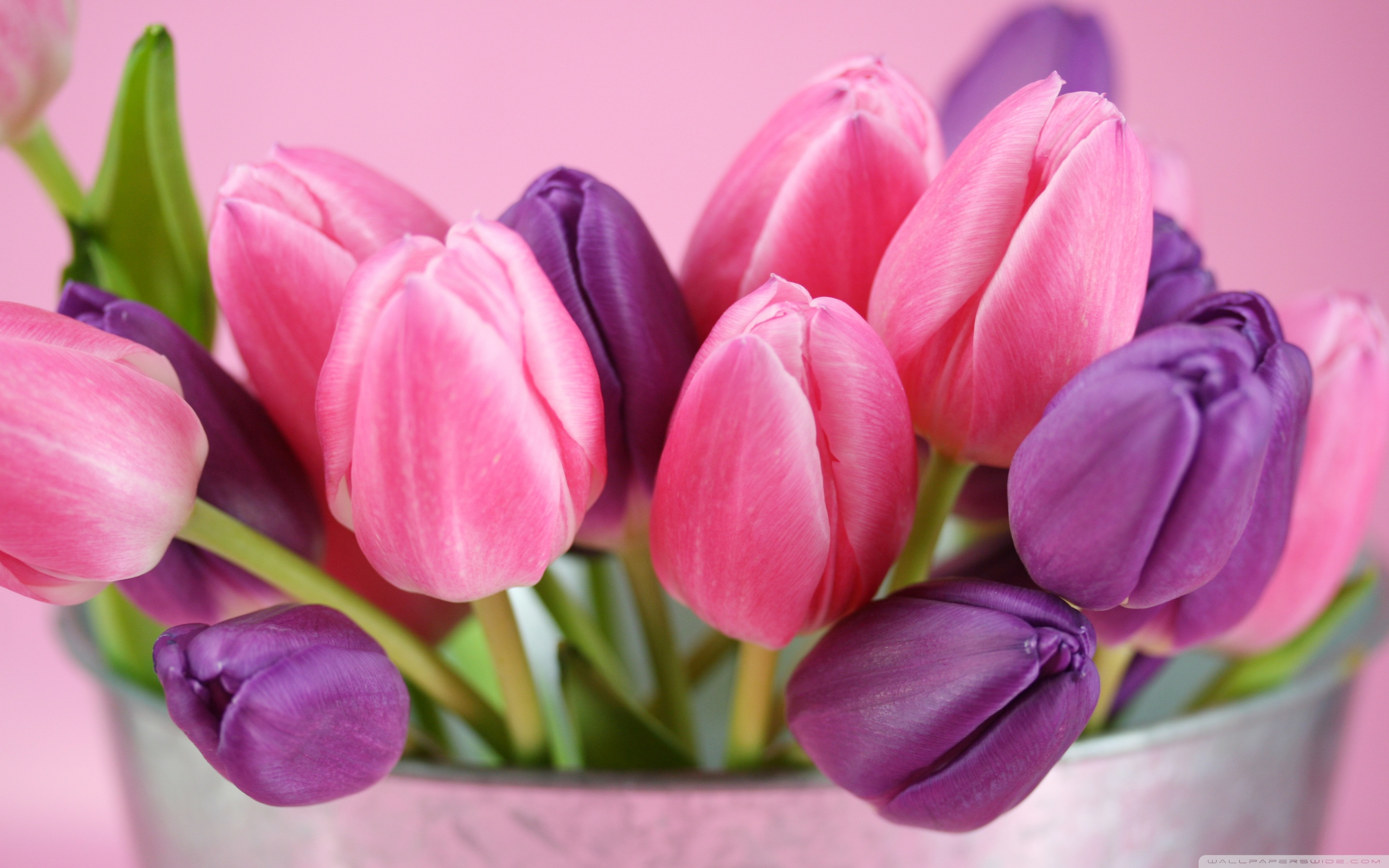 Pink And Purple Tulips Ultra HD Desktop Background Wallpaper for 4K UHD TV  : Tablet : Smartphone