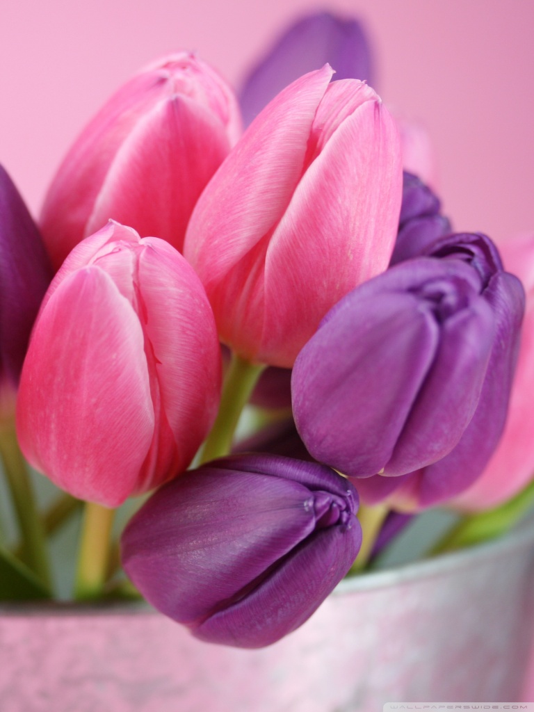 Tulip Pink Wallpaper