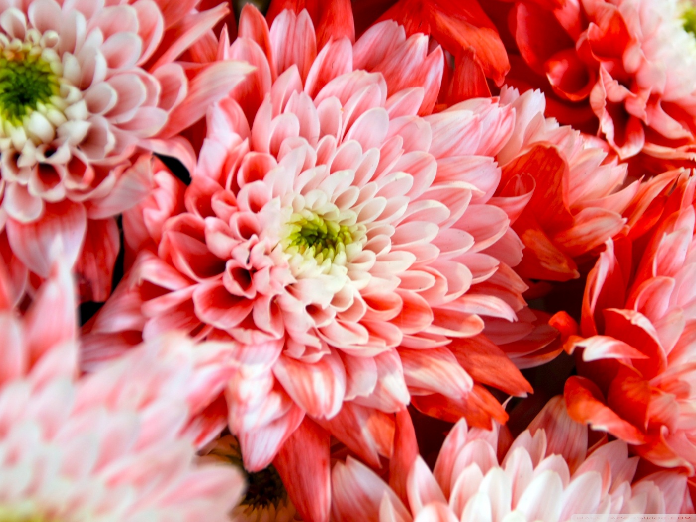 Pink Chrysanthemum HD desktop wallpaper : High Definition : Fullscreen 