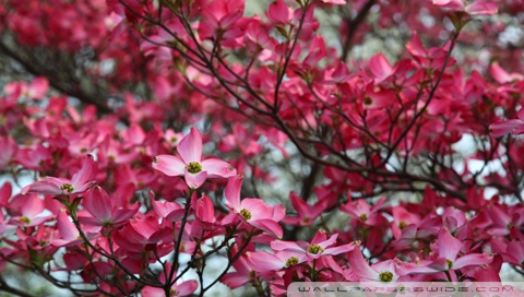 wallpaper spring trees. Pink Dogwood Tree Spring Bloom
