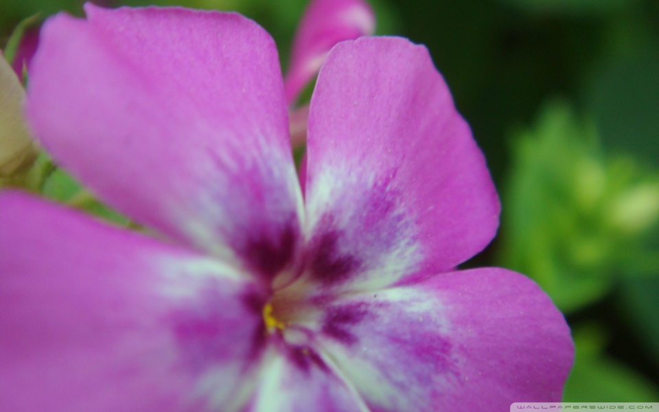 Pink Flower Ultra HD Desktop Background Wallpaper for 4K UHD TV