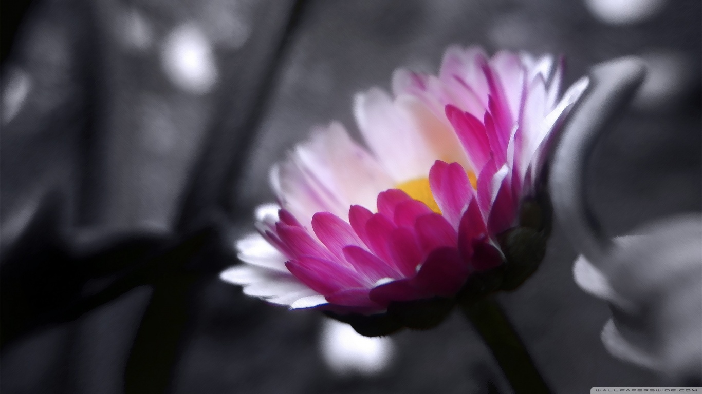 Pink Flower On Black And White Background Ultra HD Desktop ...
