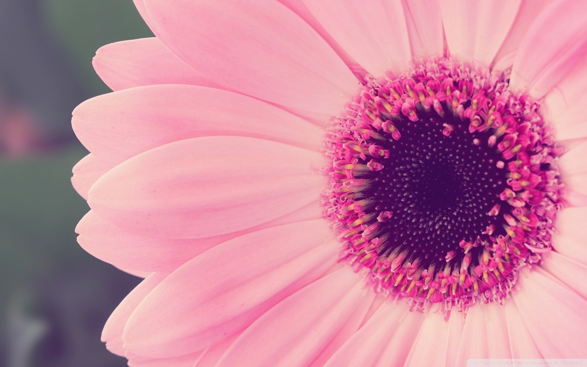Pink+gerbera+daisies+wallpaper