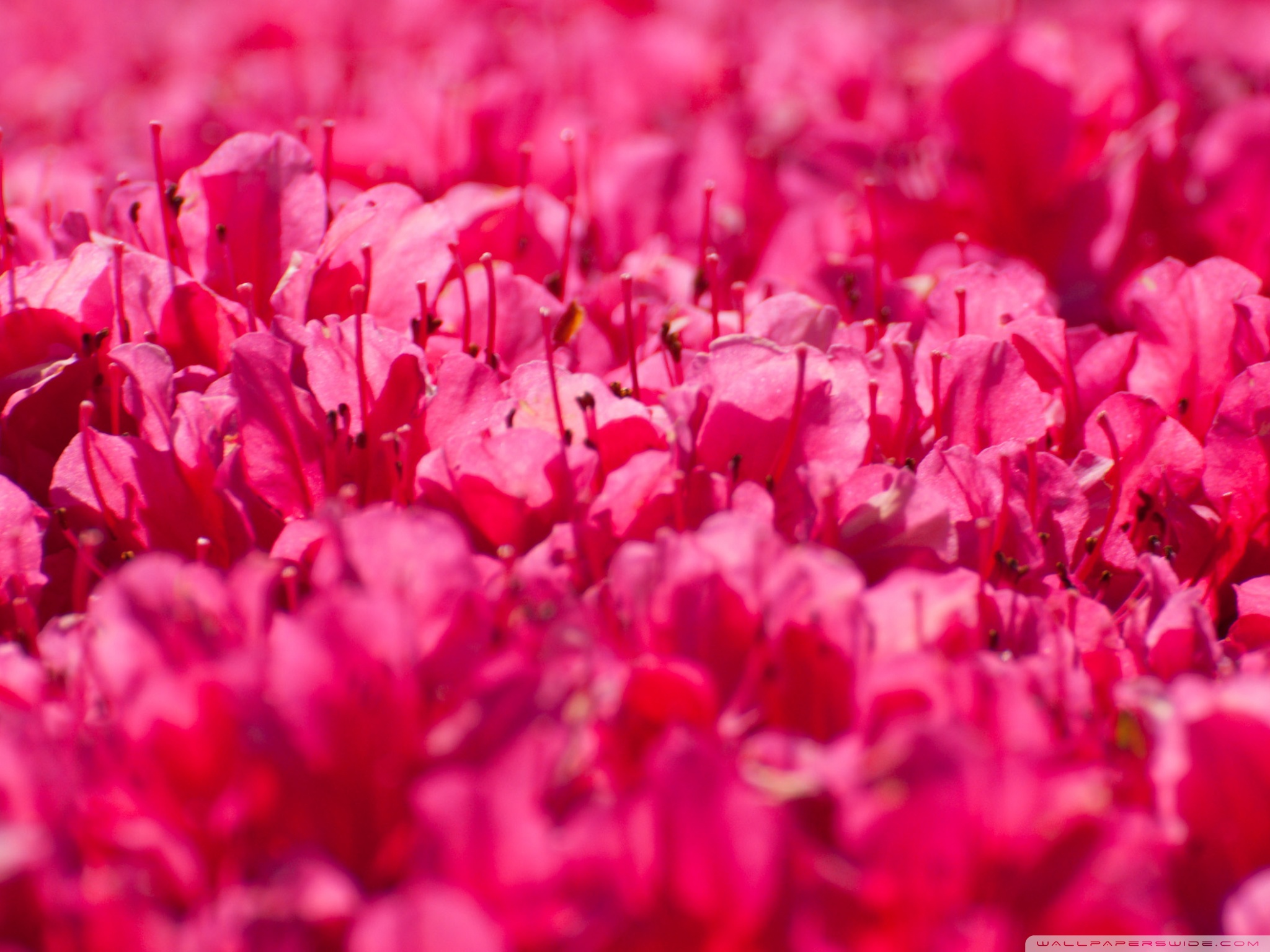 Pink Rhododendron Flowers Ultra HD Desktop Background Wallpaper for 4K UHD  TV : Widescreen & UltraWide Desktop & Laptop : Tablet : Smartphone