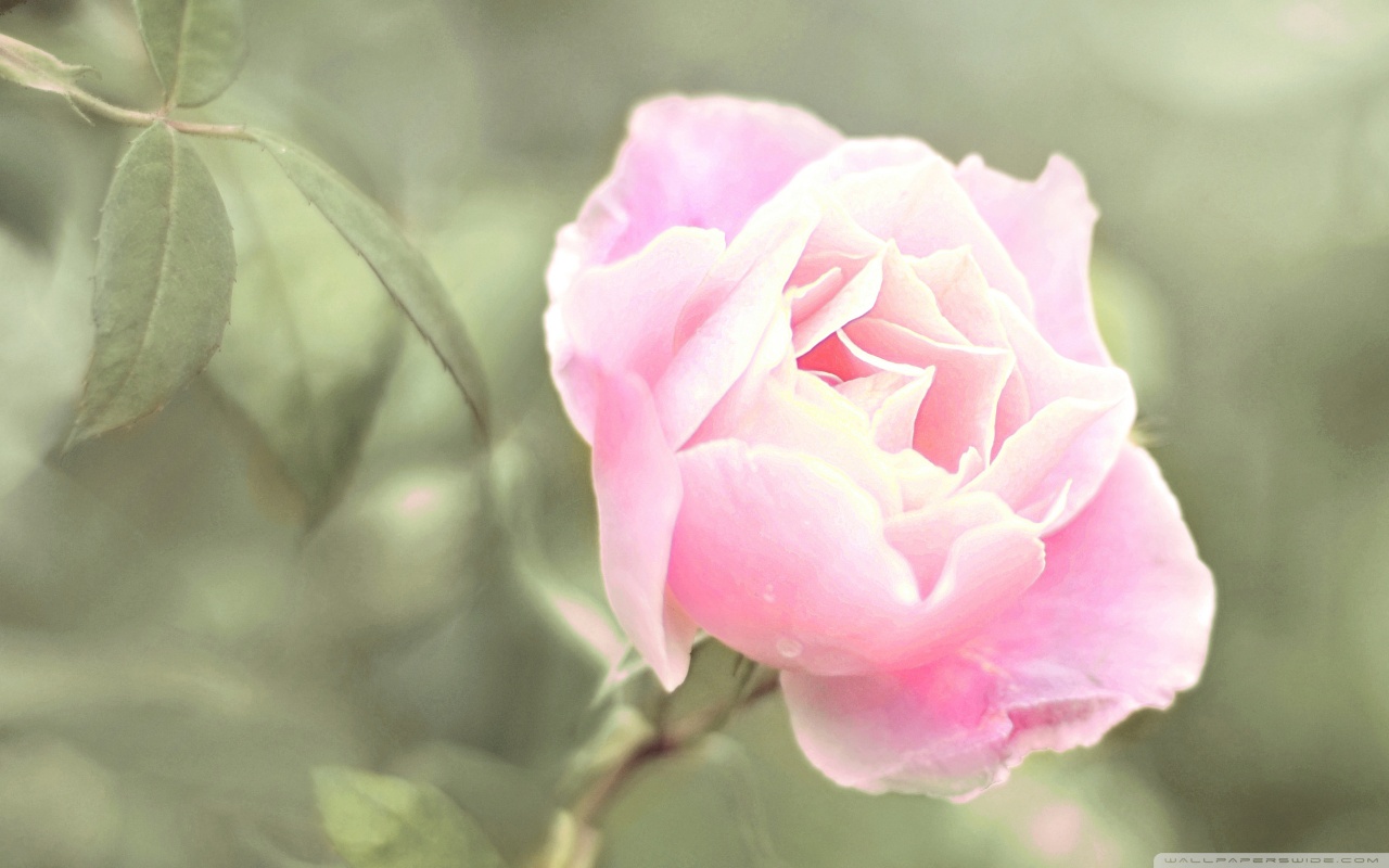 pink rose 4 wallpaper 1280x800