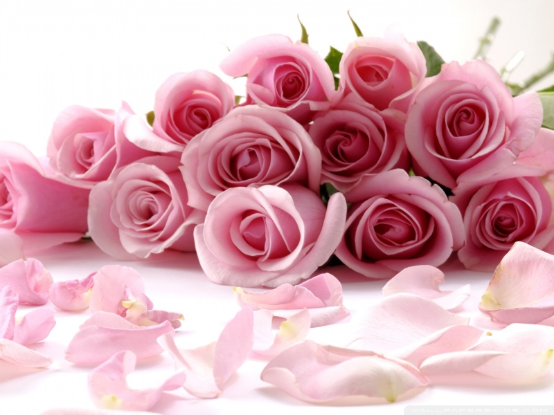 pink_roses_bouquet-wallpaper-800x600.jpg