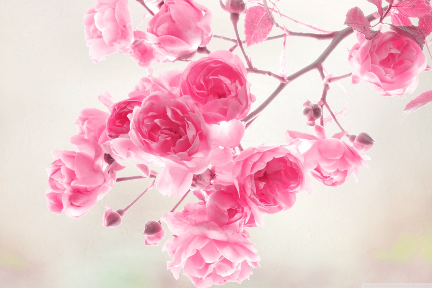 Pink Roses Flowers Ultra HD Desktop Background Wallpaper for 4K UHD TV :  Tablet : Smartphone