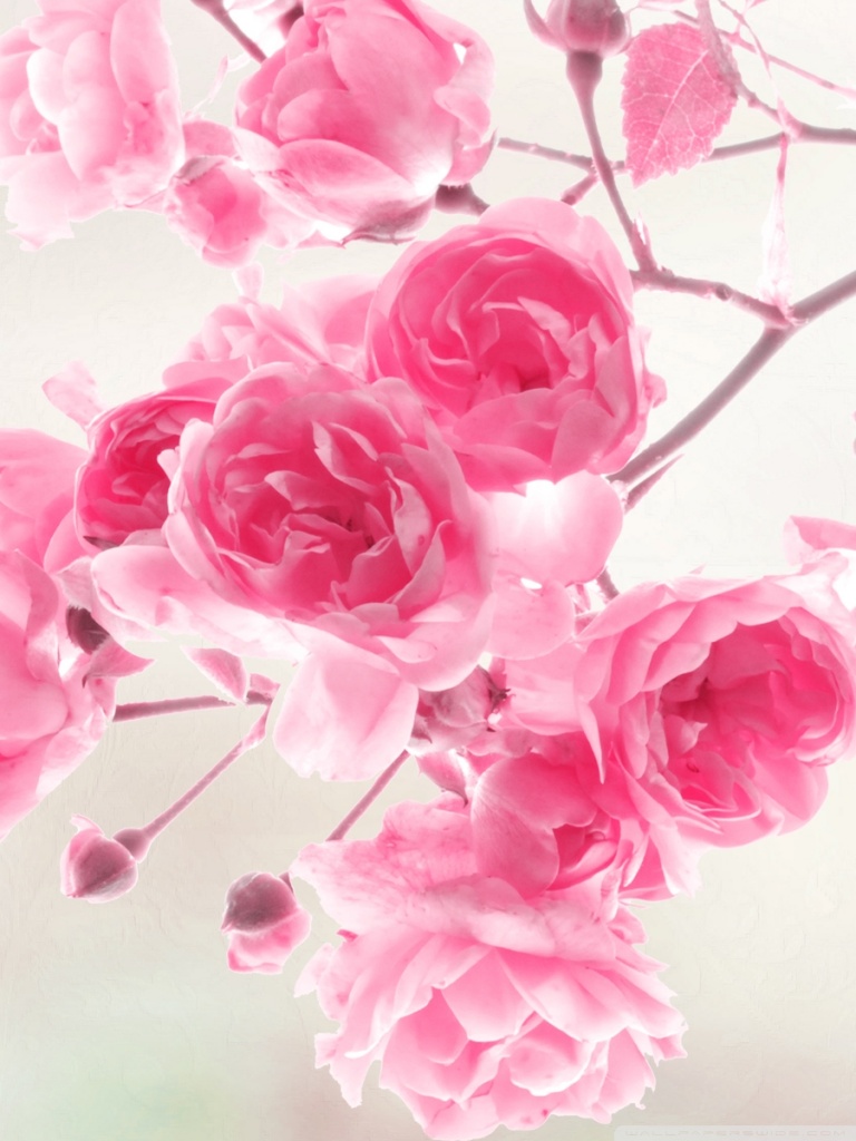 Pink Roses Flowers Ultra HD Desktop Background Wallpaper for 4K UHD TV :  Tablet : Smartphone