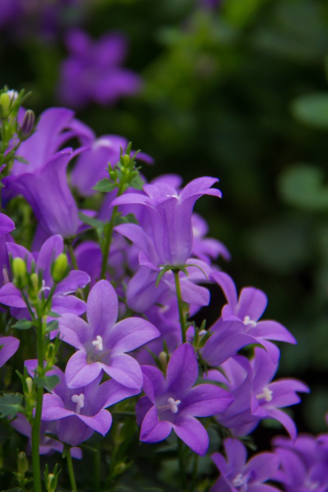 Pretty Purple Flowers Ultra Hd Desktop Background Wallpaper For 4k