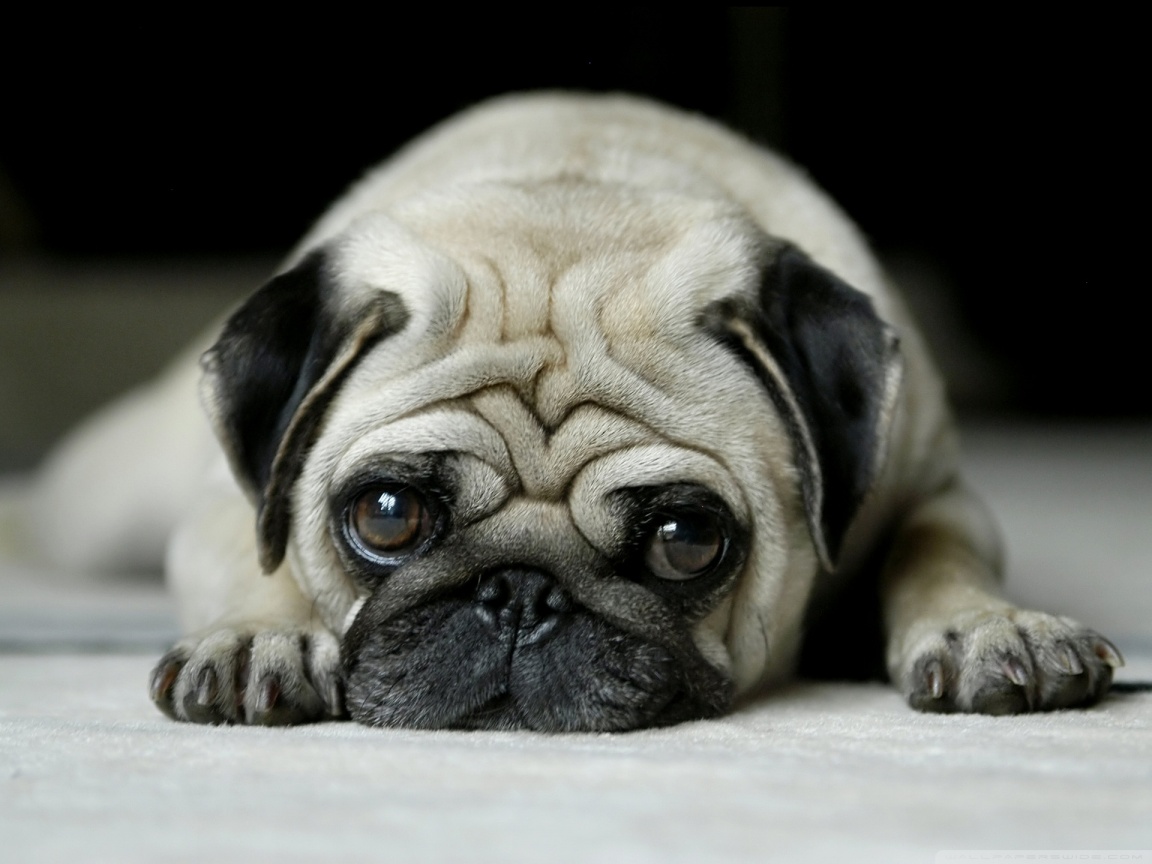Pug desktop wallpaper : Widescreen : High Definition : Mobile