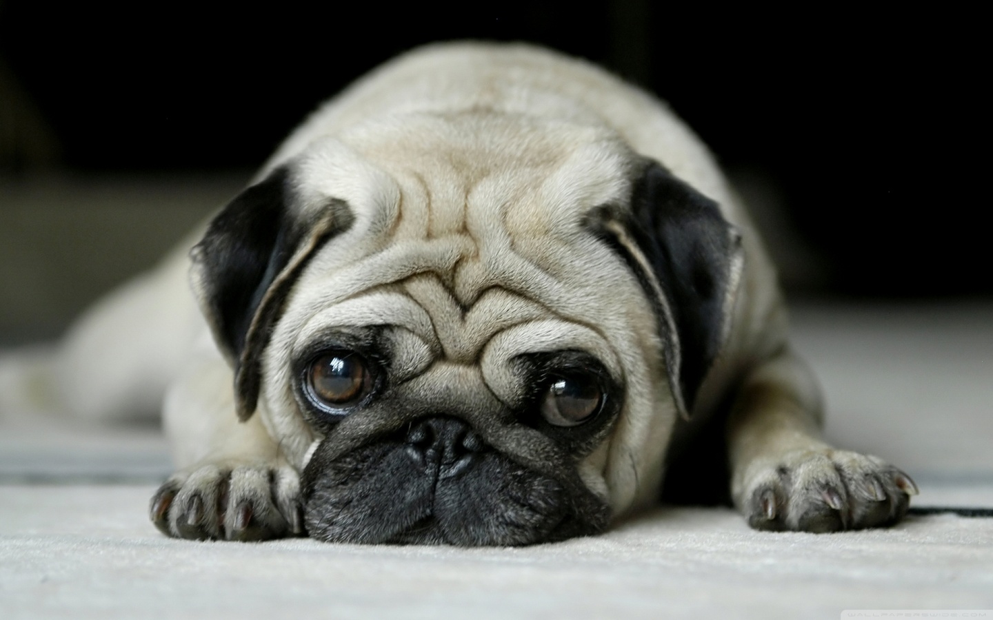 Pug desktop wallpaper : Widescreen : High Definition : Mobile