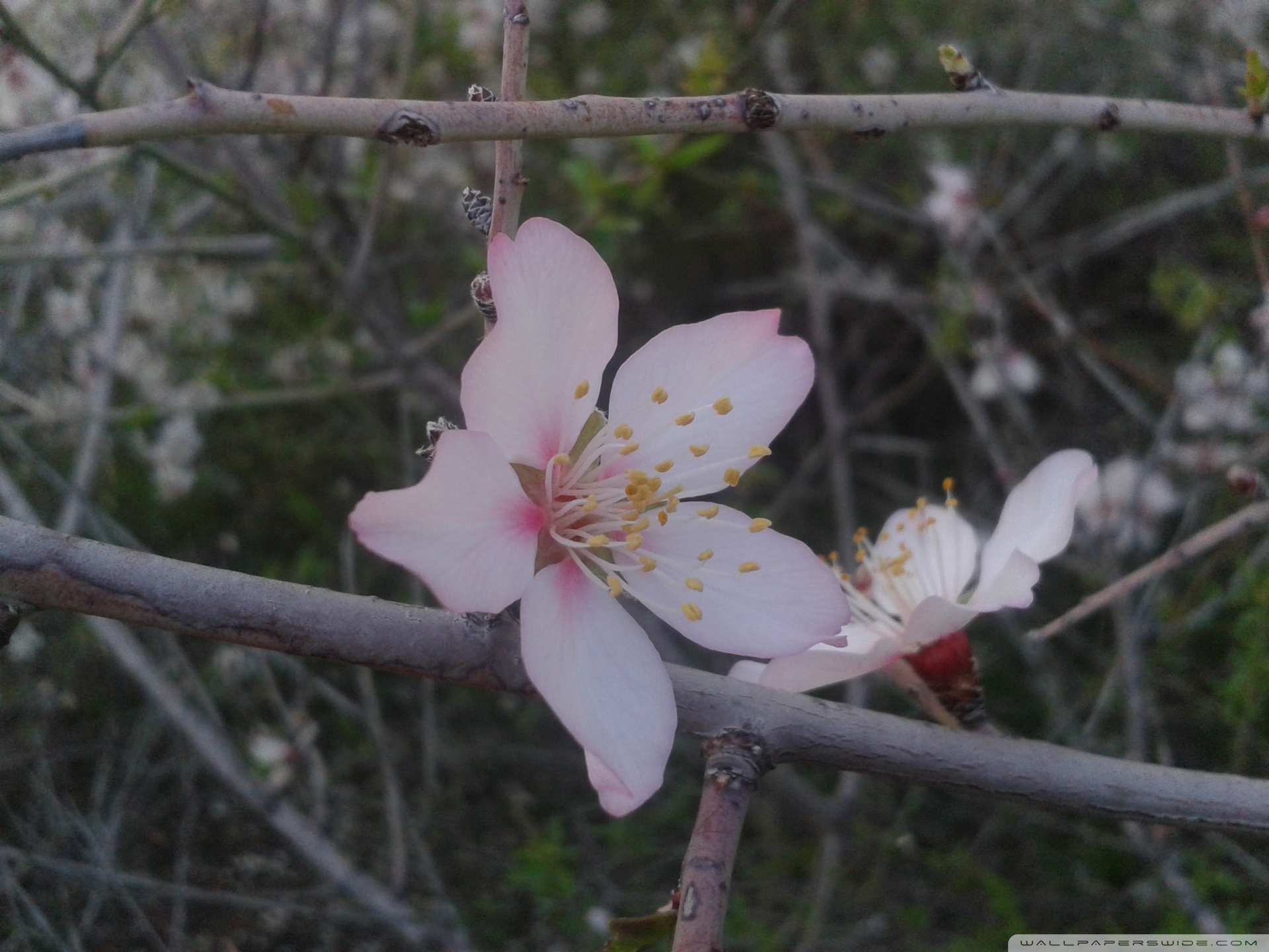 Pure Almond Blossom Ultra HD Desktop Background Wallpaper for