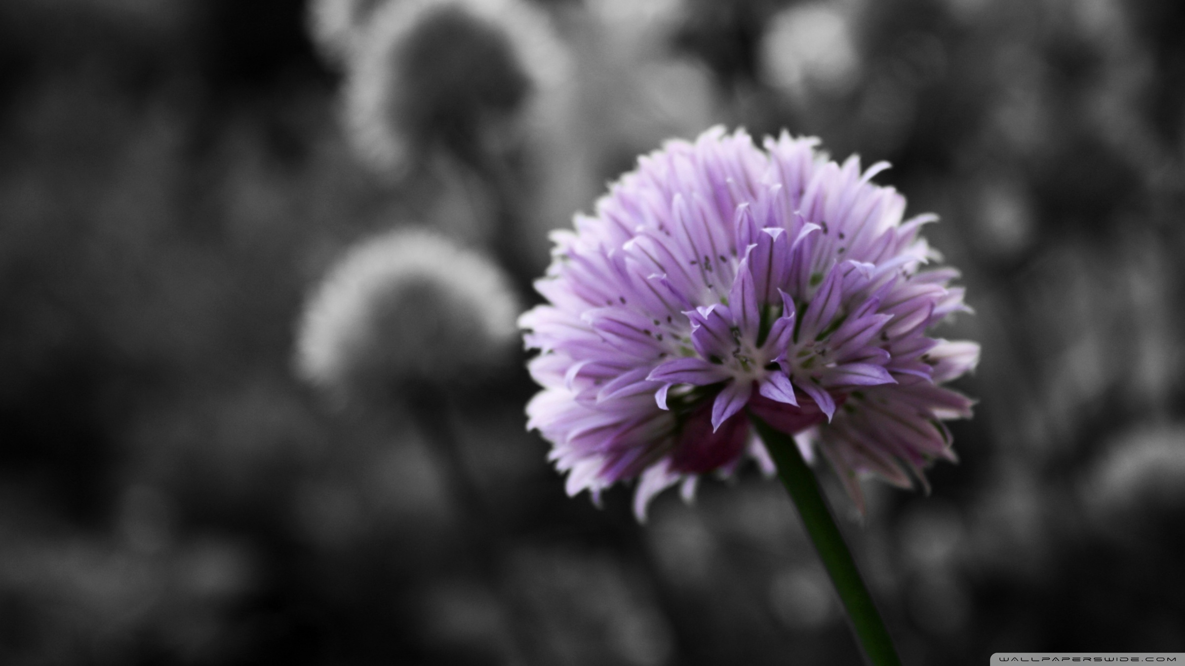 Purple Flower On Black And White Background Ultra HD Desktop Background  Wallpaper for 4K UHD TV : Multi Display, Dual Monitor : Tablet : Smartphone