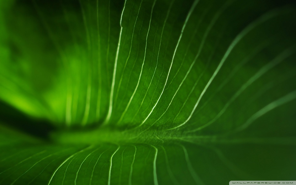 rainforest wallpapers. Rainforest Leaf desktop