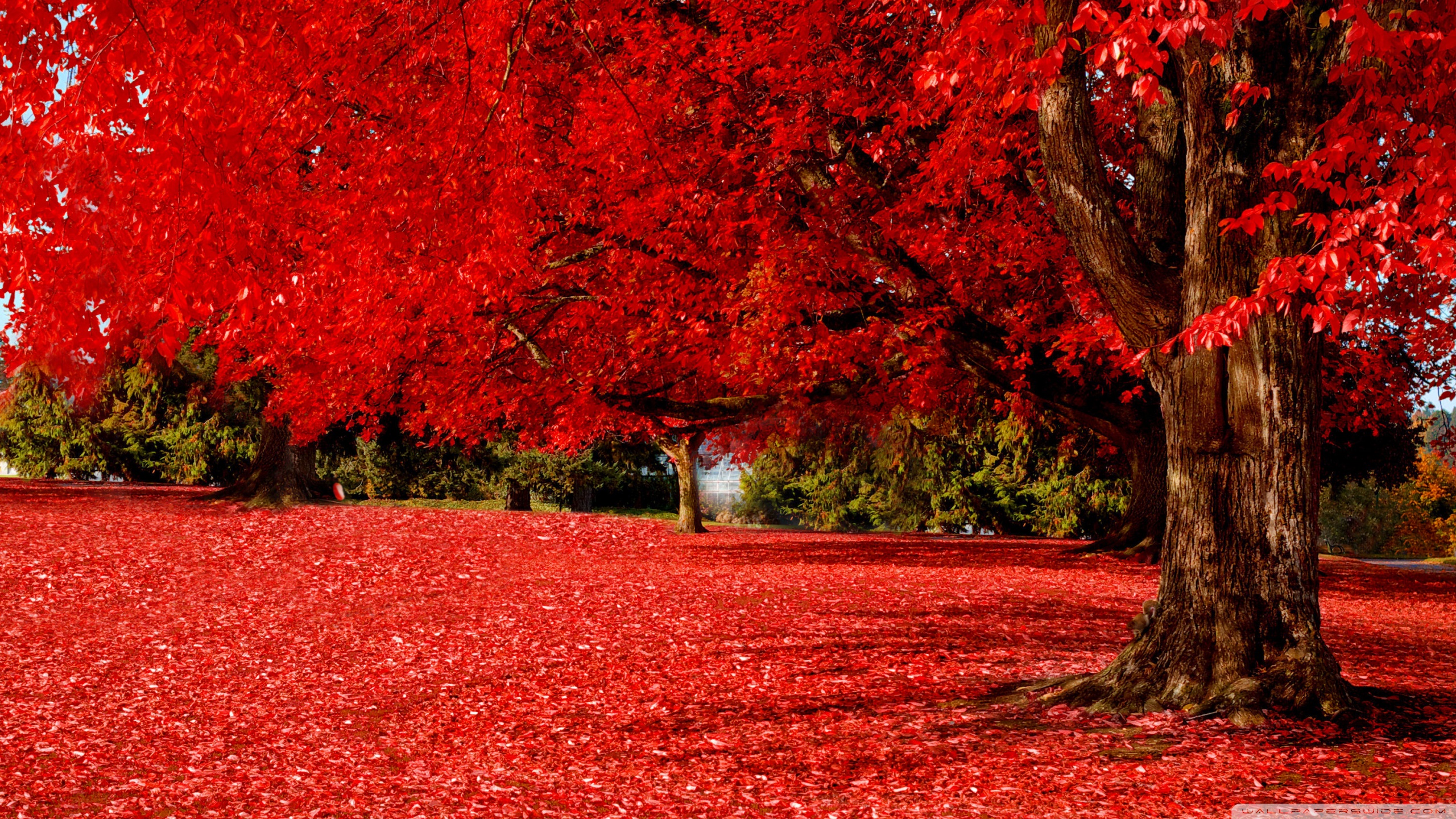 Red Autumn Ultra HD Desktop Background Wallpaper for 4K ...