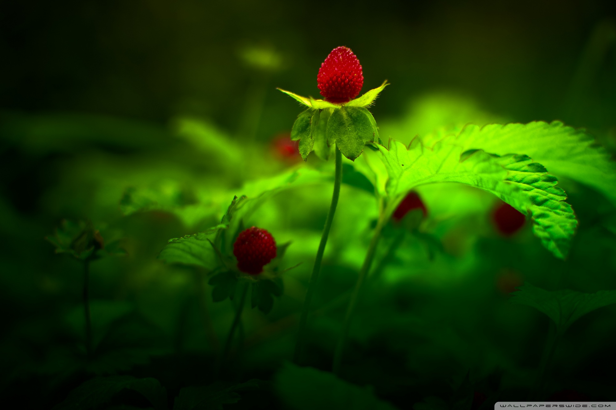 Red Forest Flowers Ultra HD Desktop Background Wallpaper for 4K UHD TV : Widescreen & UltraWide Desktop & Laptop : Tablet : Smartphone Red Forest Flowers Ultra HD Desktop Background Wallpaper for 4K UHD TV : Widescreen & UltraWide Desktop & Laptop : Tablet : Smartphone