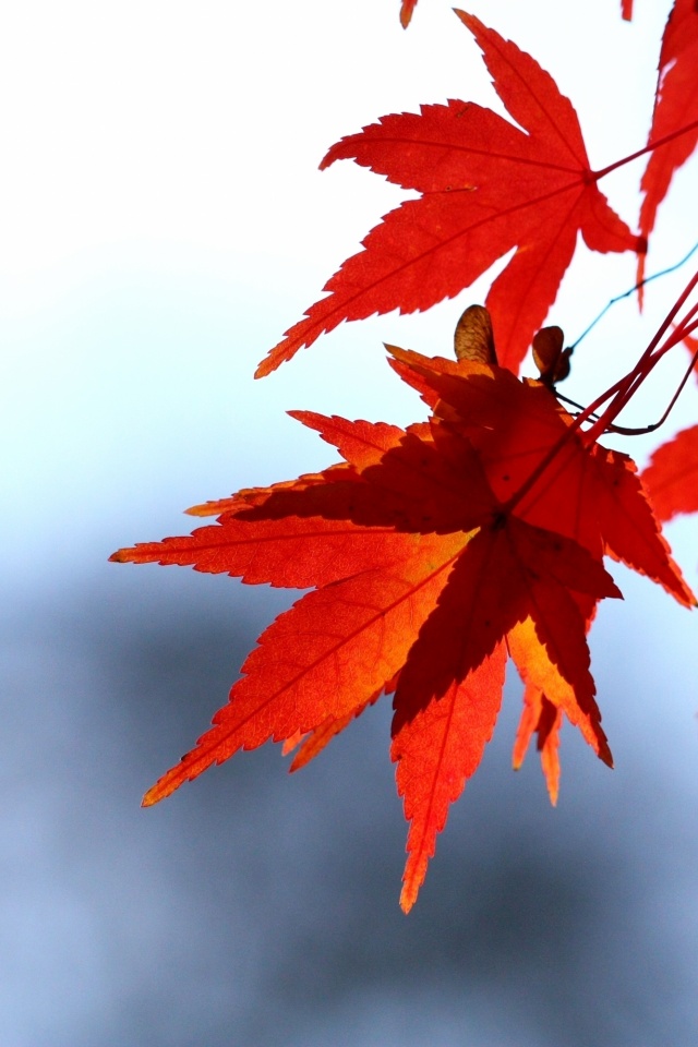 Red Leaf Wallpaper Hd For Mobile