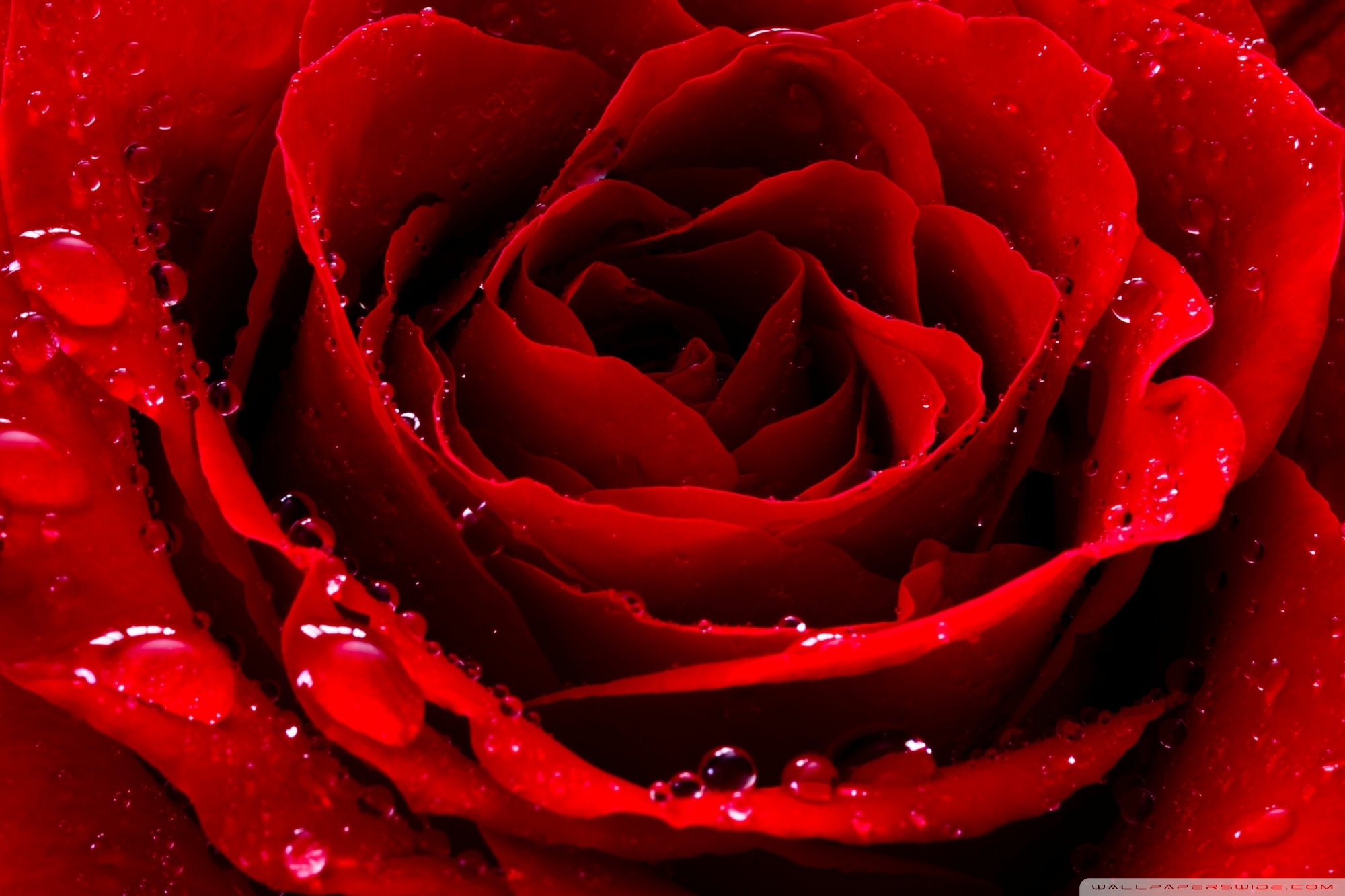 Red Love Rose Ultra HD Desktop Background Wallpaper for 4K UHD TV
