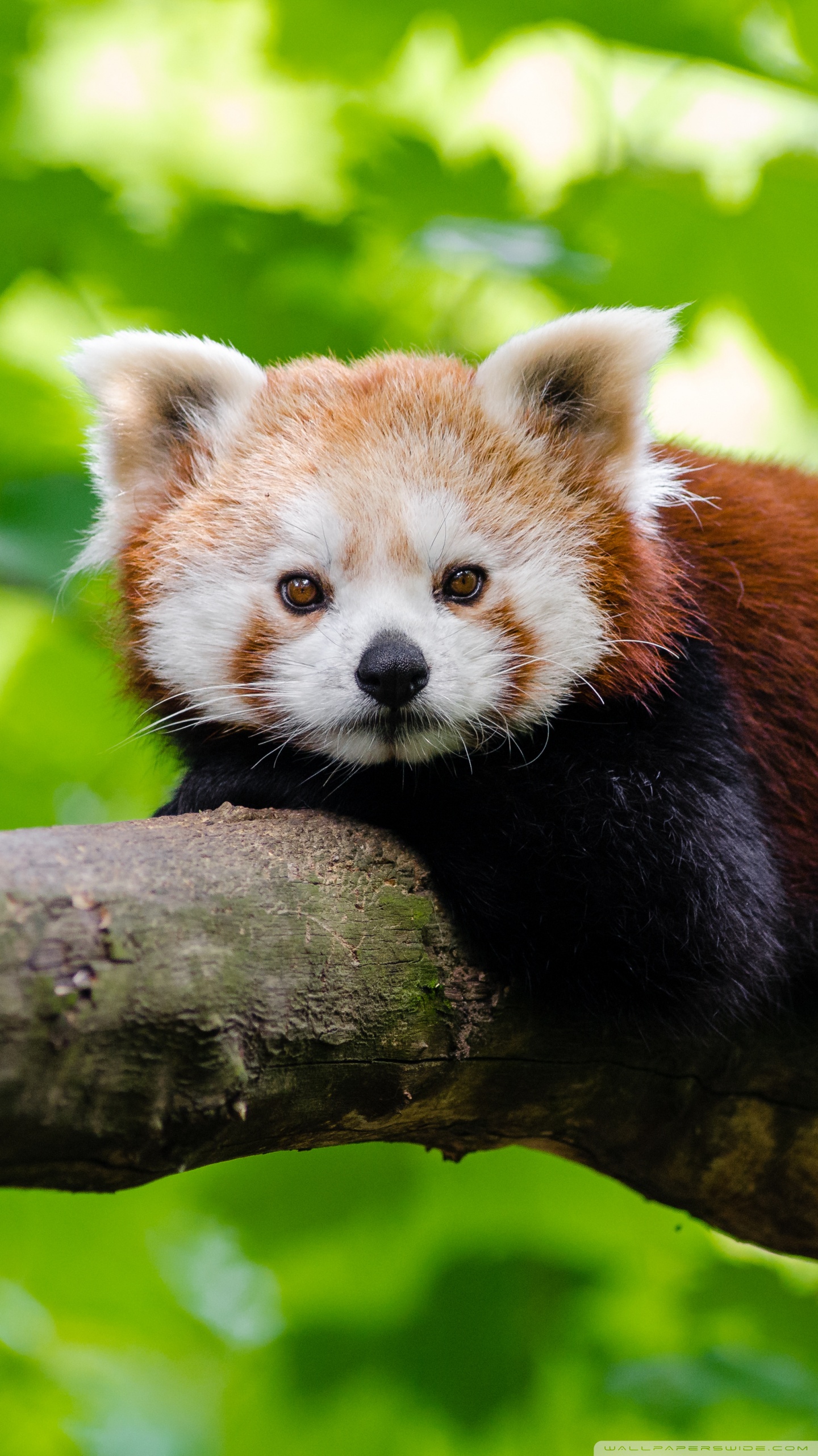 Featured image of post Red Panda Wallpaper 1920X1080 - Daily wallpaper red panda i like to waste my time 1920x1080.