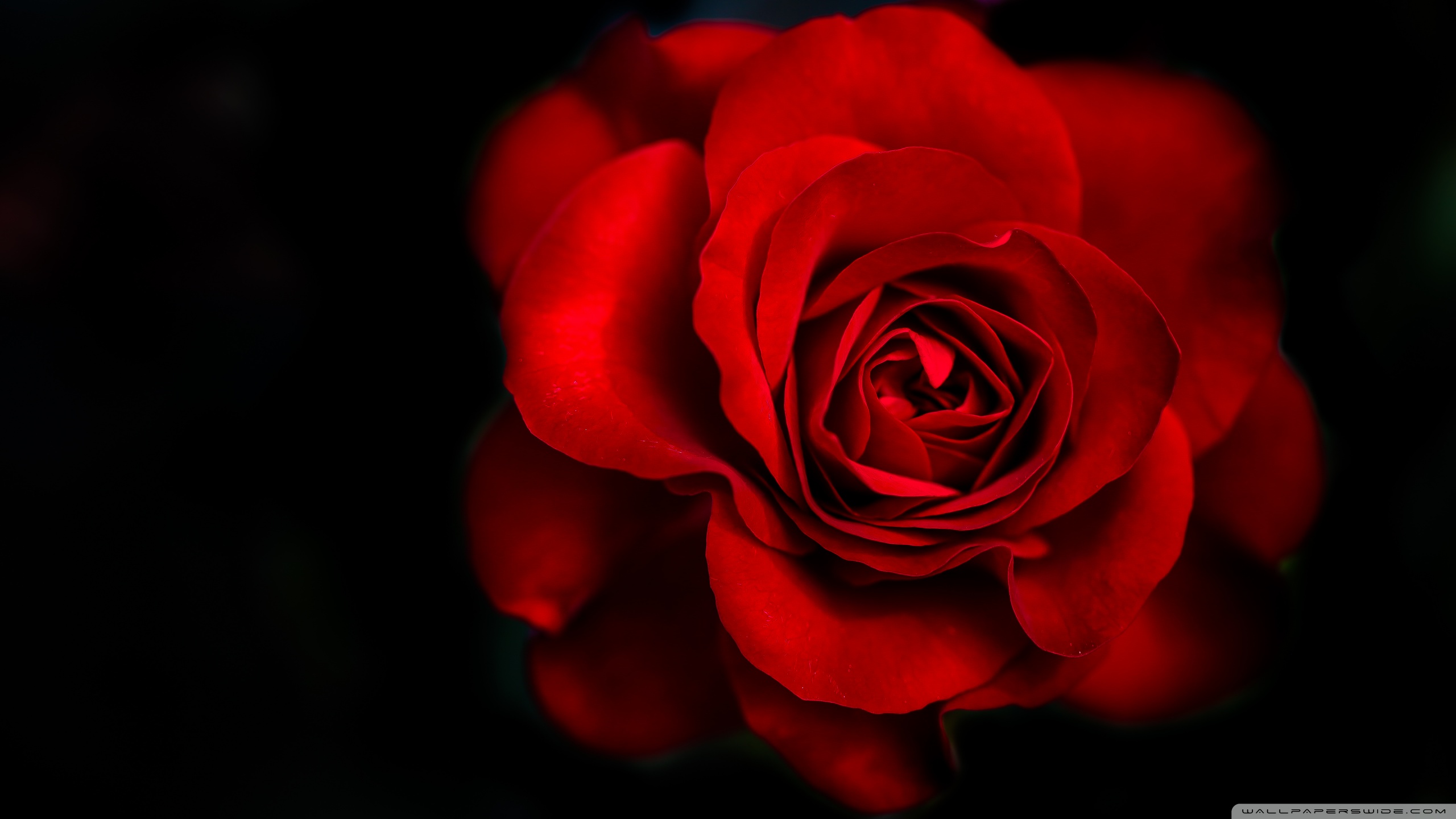 Red Rose Ultra HD Desktop Background Wallpaper for ...