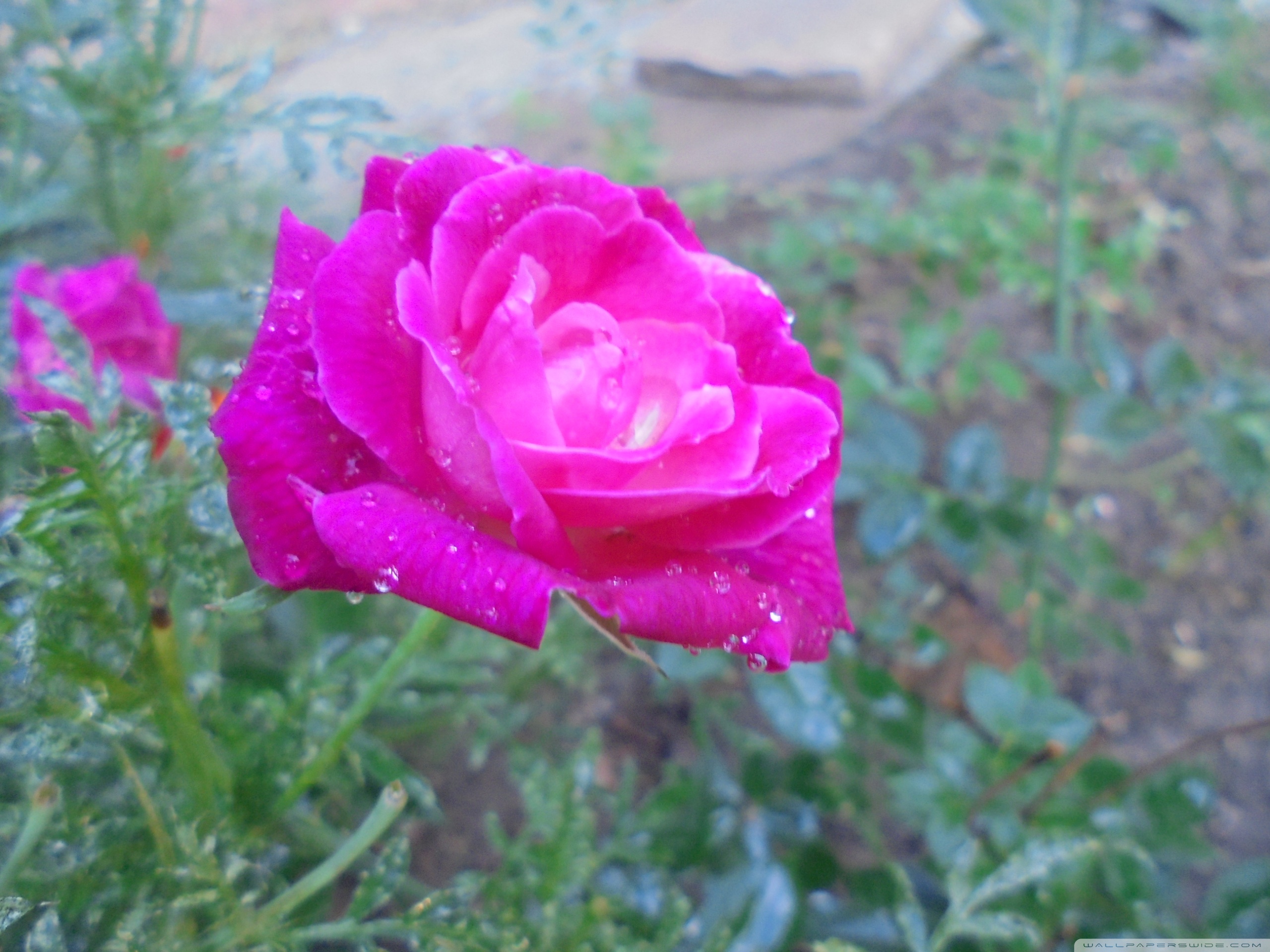 red_rose Ultra HD Desktop Background Wallpaper for