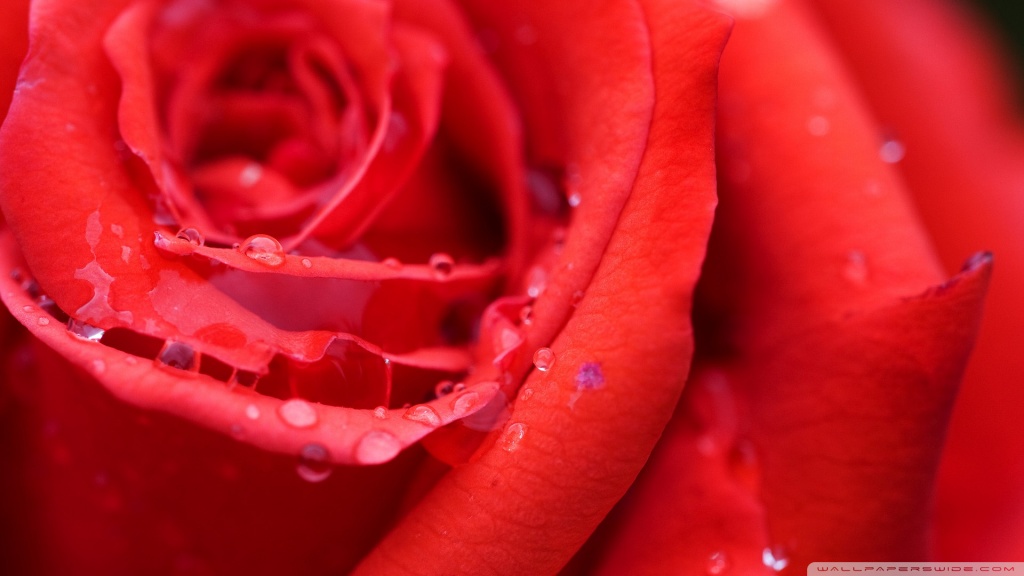 flower rose wallpaper desktop. Red Rose Flower desktop