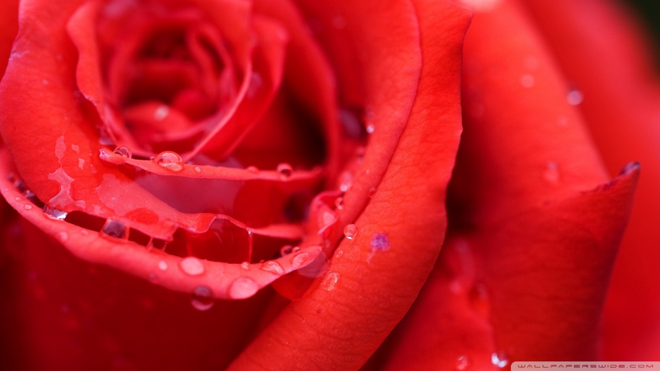flower wallpaper rose. Red Rose Flower desktop