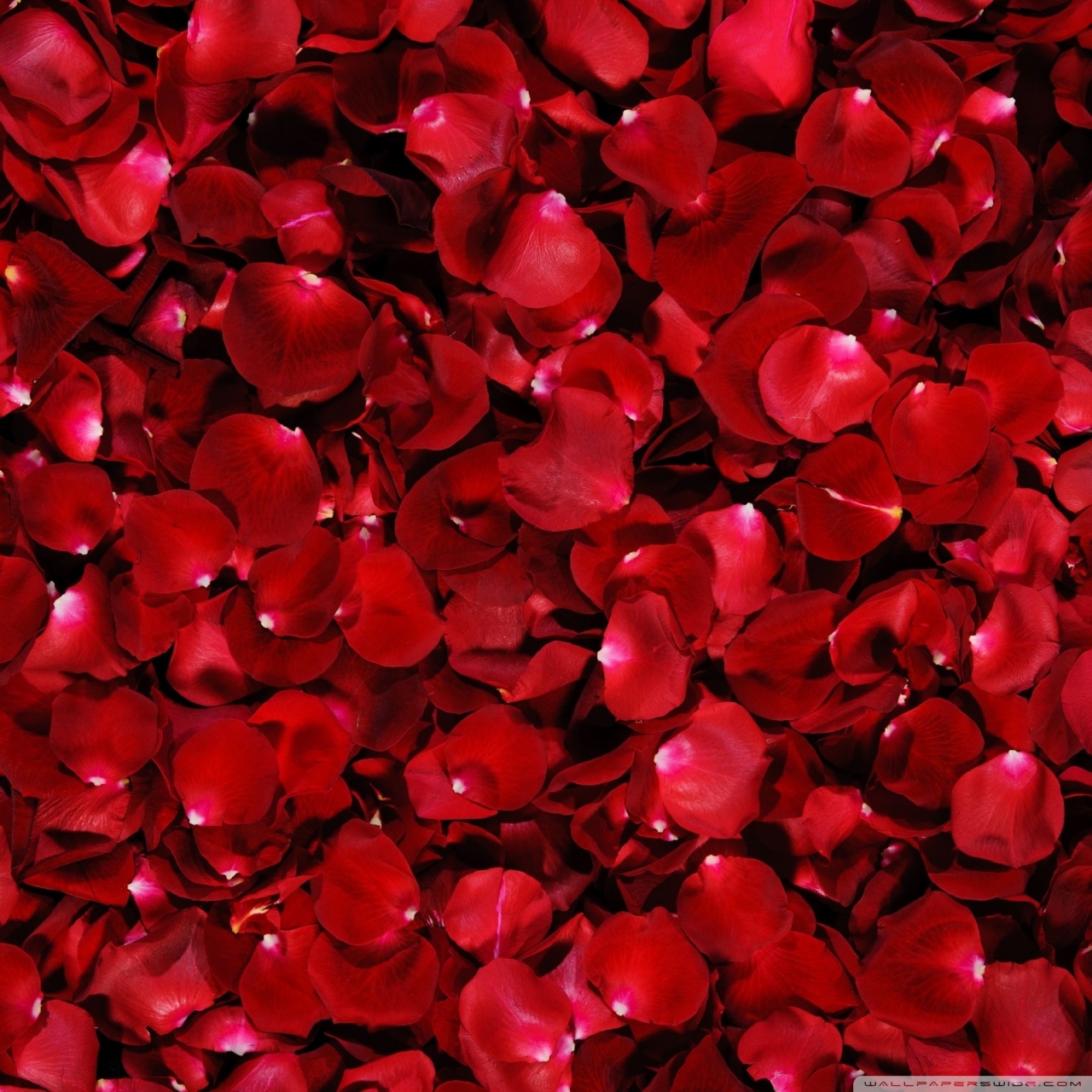 Red Rose Petals Ultra HD Desktop Background Wallpaper for 4K UHD TV : Multi  Display, Dual Monitor : Tablet : Smartphone