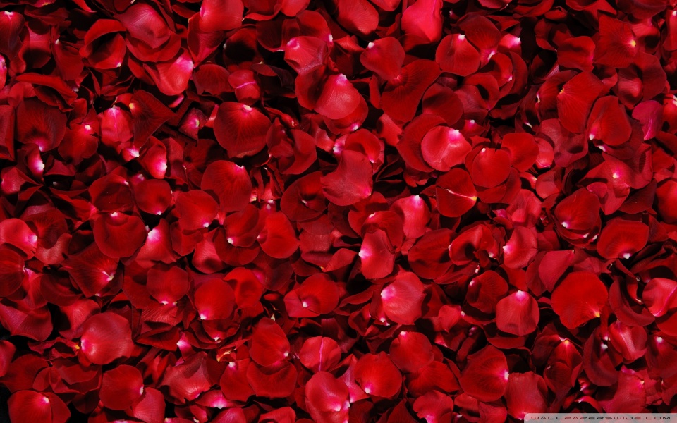 red rose petals wallpaper 960x600