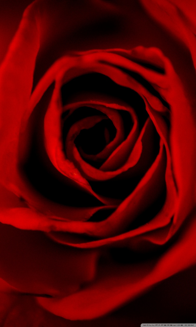 Red Roses Ultra HD Desktop Background Wallpaper for : Tablet : Smartphone