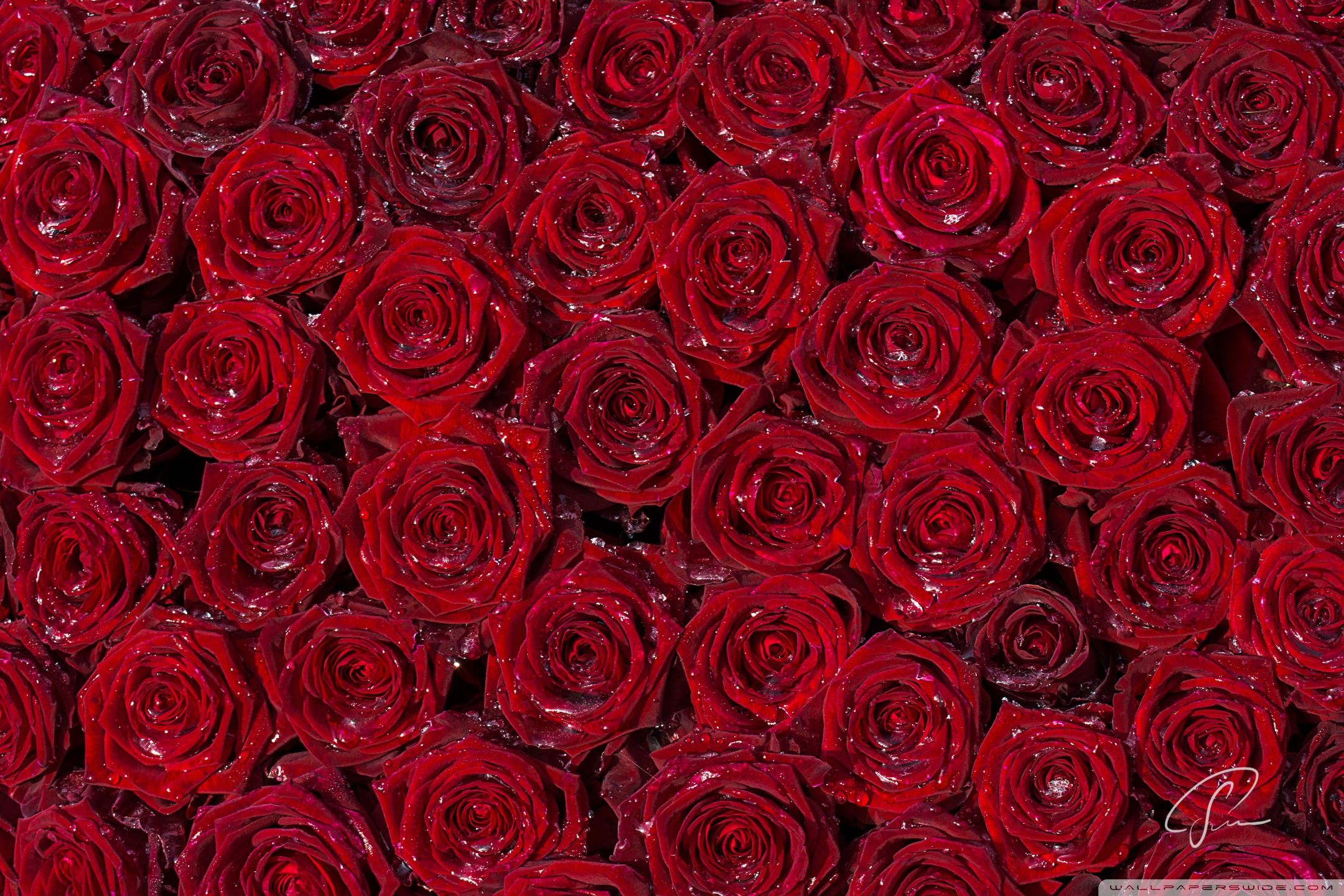 Red Roses Background Ultra HD Desktop Background Wallpaper for 4K UHD TV :  Widescreen & UltraWide Desktop & Laptop : Multi Display, Dual Monitor :  Tablet : Smartphone