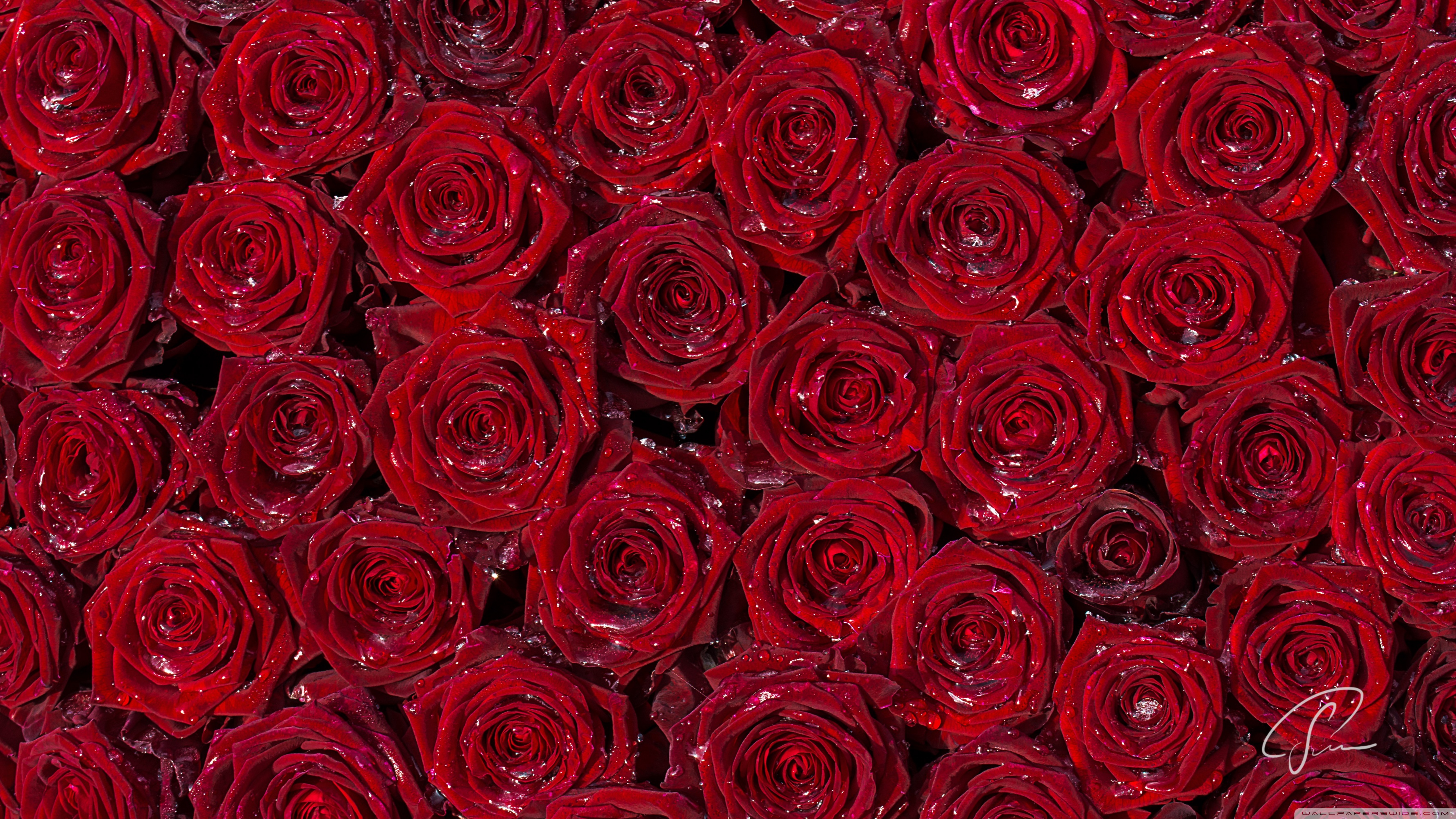 Red Roses Background Ultra HD Desktop Background Wallpaper for 4K UHD TV :  Widescreen & UltraWide Desktop & Laptop : Multi Display, Dual Monitor :  Tablet : Smartphone