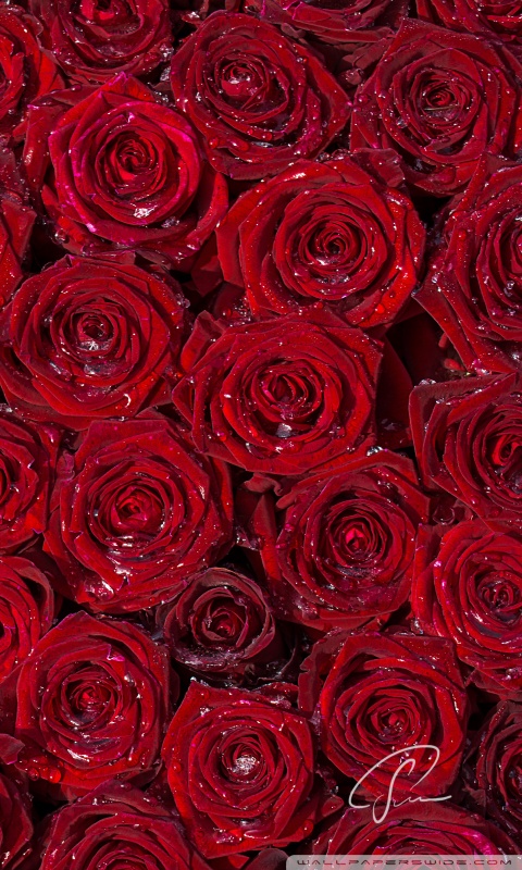 Red Roses Background Ultra HD Desktop