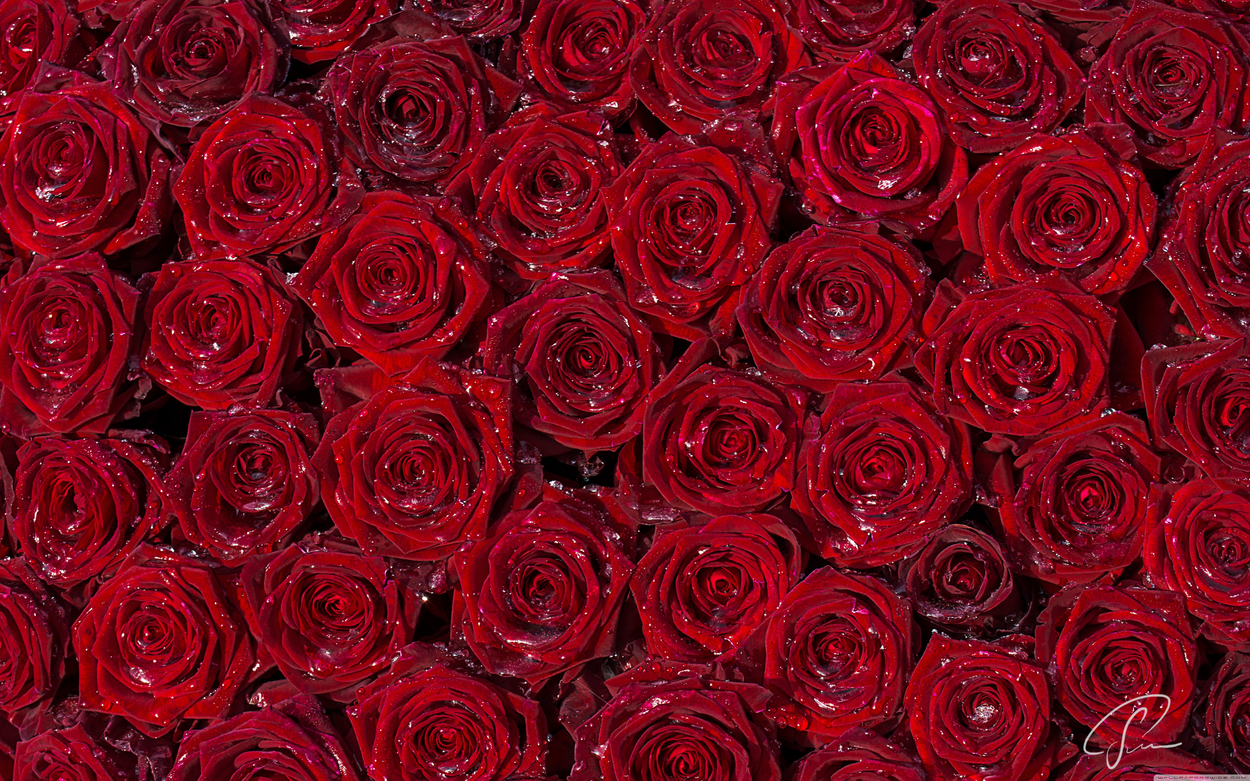 Red Roses Background 4K HD Desktop Wallpaper For 4K Ultra HD TV
