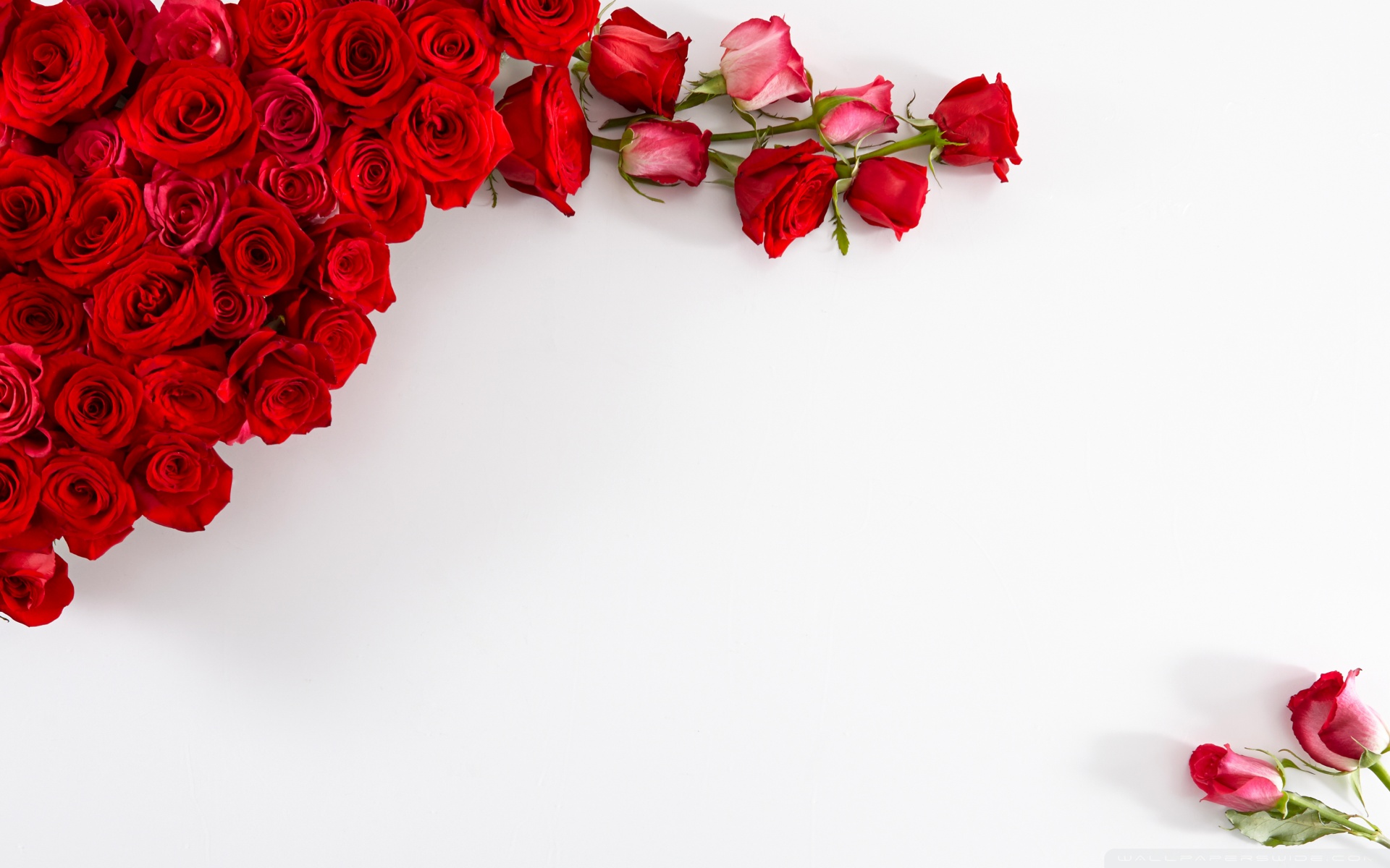 Red Roses On White Background 4K HD Desktop Wallpaper For