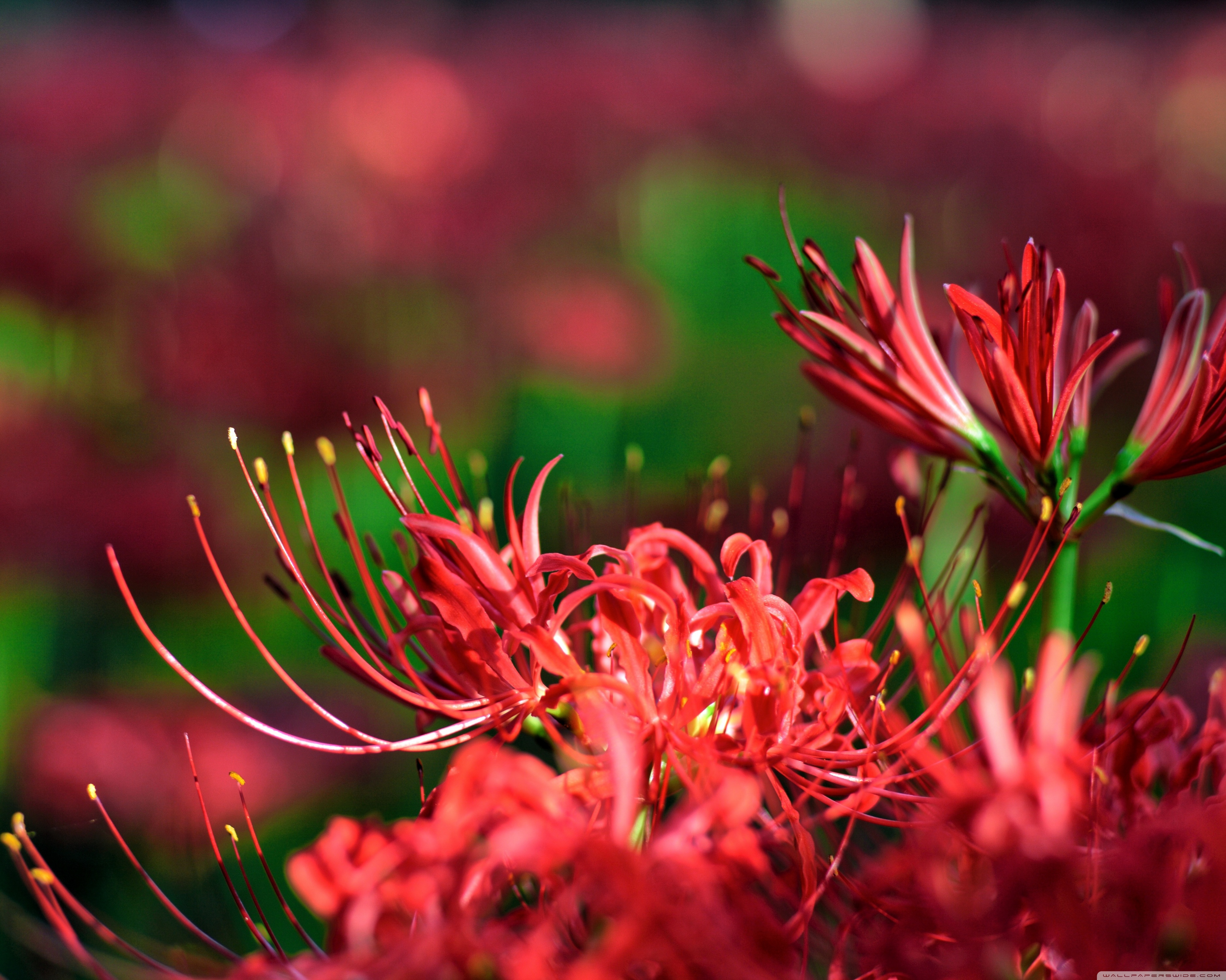 Red Spider Lily, Japan Ultra HD Desktop
