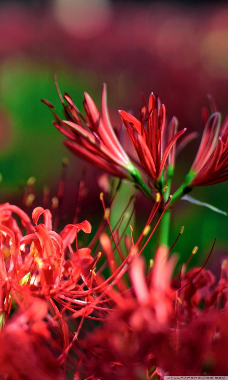 Red Spider Lily, Japan Ultra HD Desktop