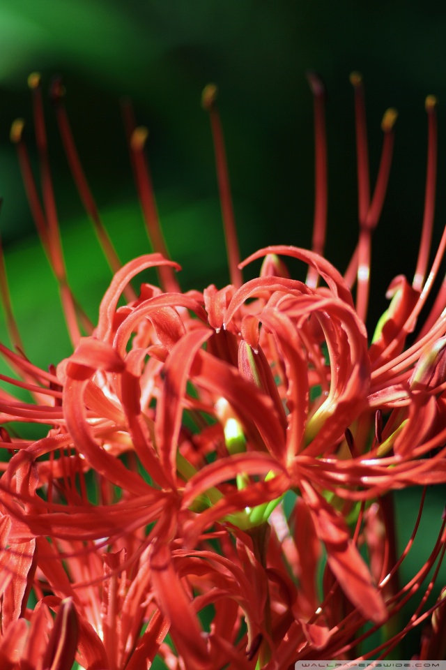 Red Spider Lily, Lycoris Radiata Ultra
