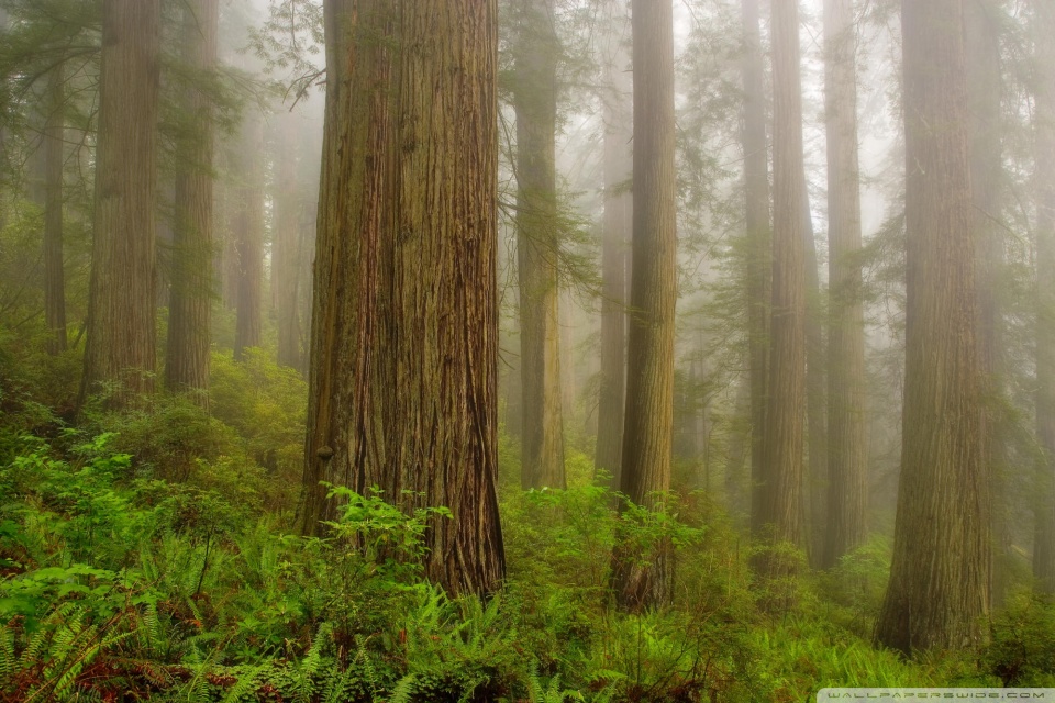 Redwood National Park desktop