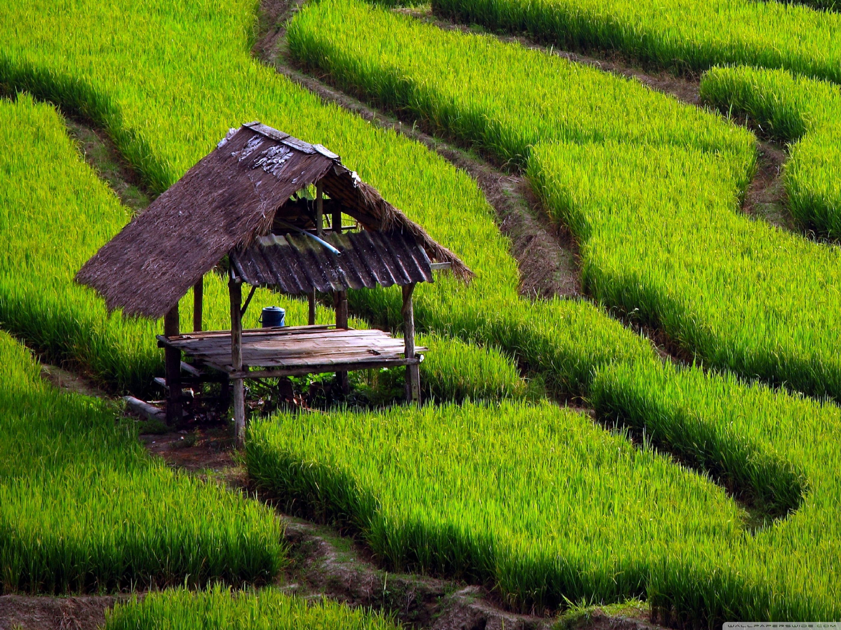 Rice Field Landscape 4K HD Desktop Wallpaper For 4K Ultra HD TV