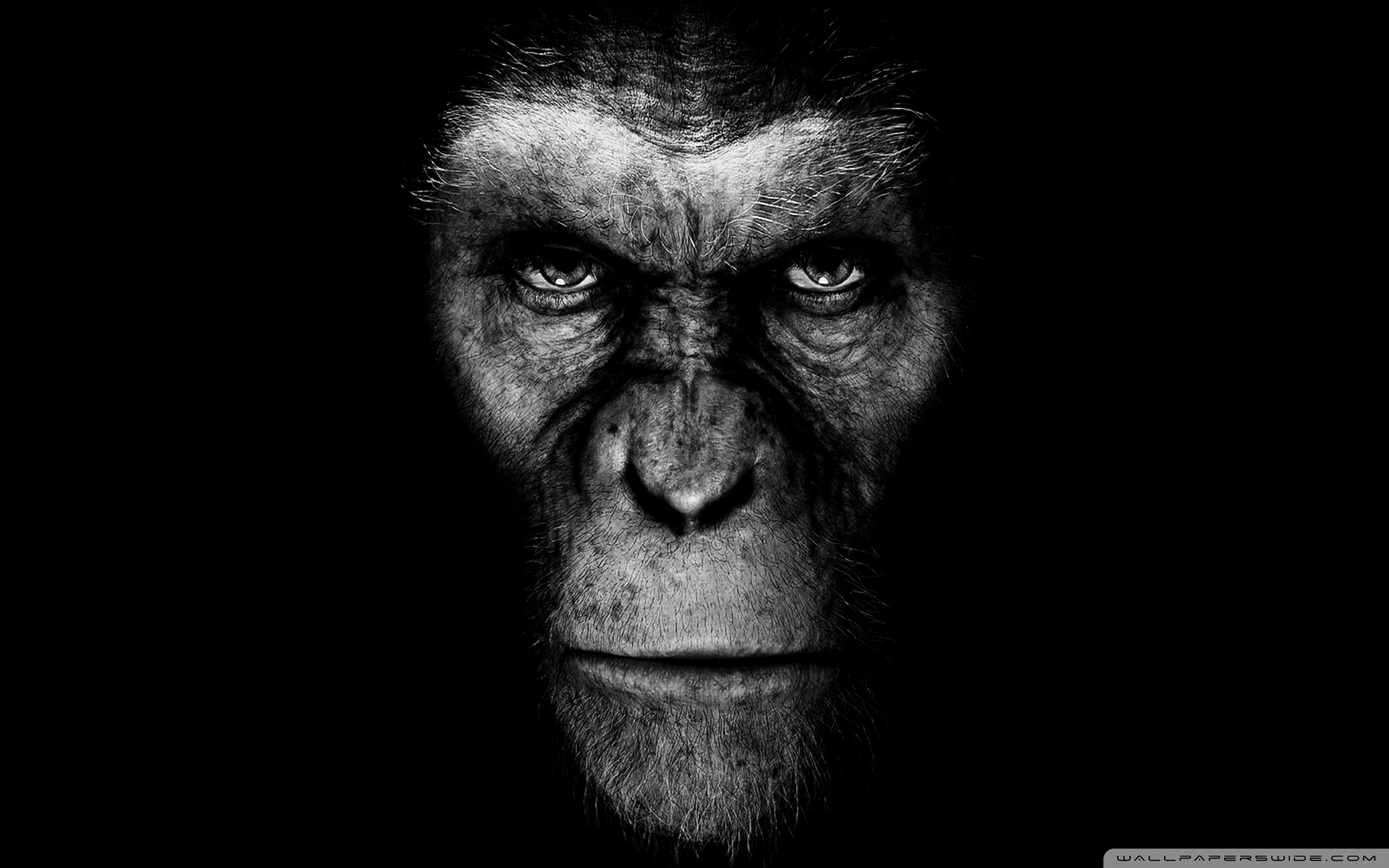 Featured image of post Planet Of The Apes Wallpaper 4K Feel free to send us your own wallpaper and we will consider adding it to appropriate category