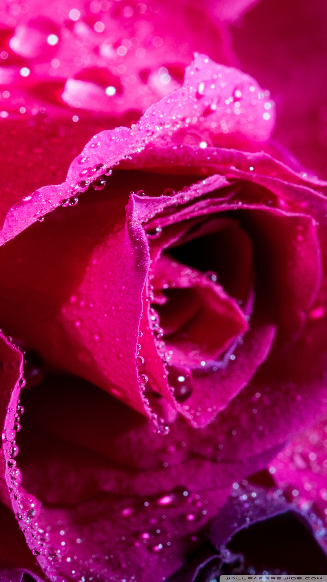 Rose Flower, Magenta Color, Water Drops Ultra HD Desktop Background  Wallpaper for 4K UHD TV : Widescreen & UltraWide Desktop & Laptop : Tablet  : Smartphone