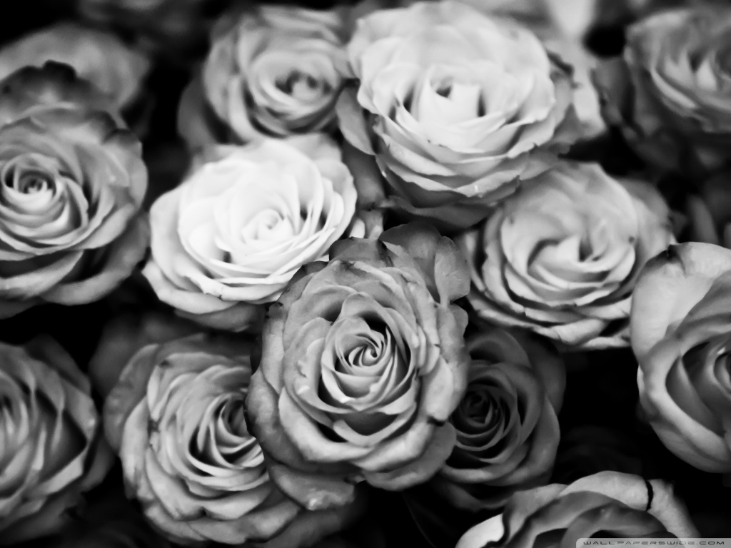 White Roses Tumblr