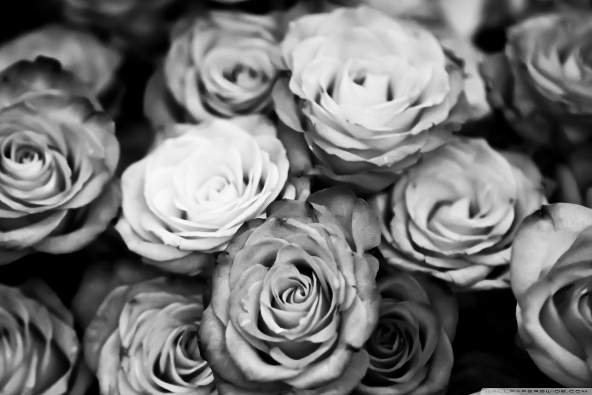 Black And White Roses Wallpaper
