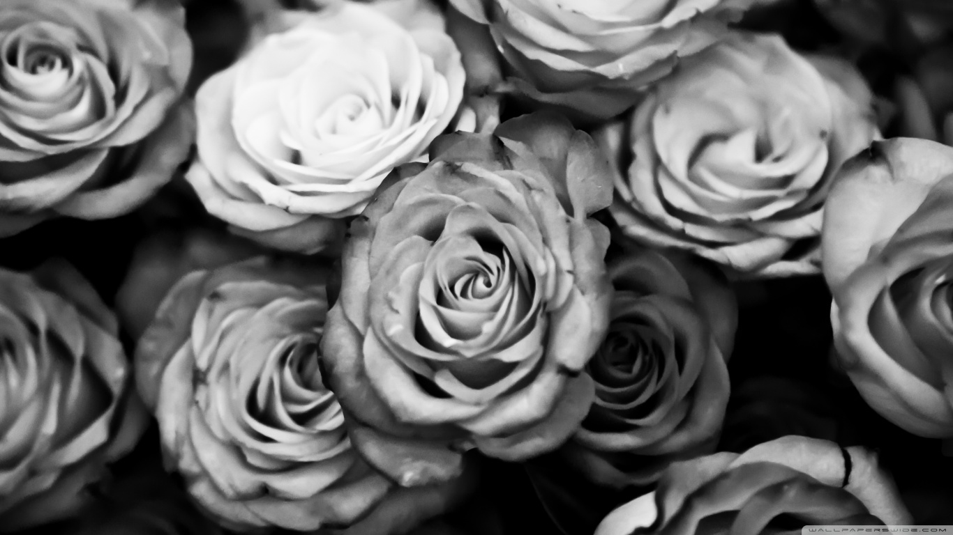 Black And White Roses Wallpaper